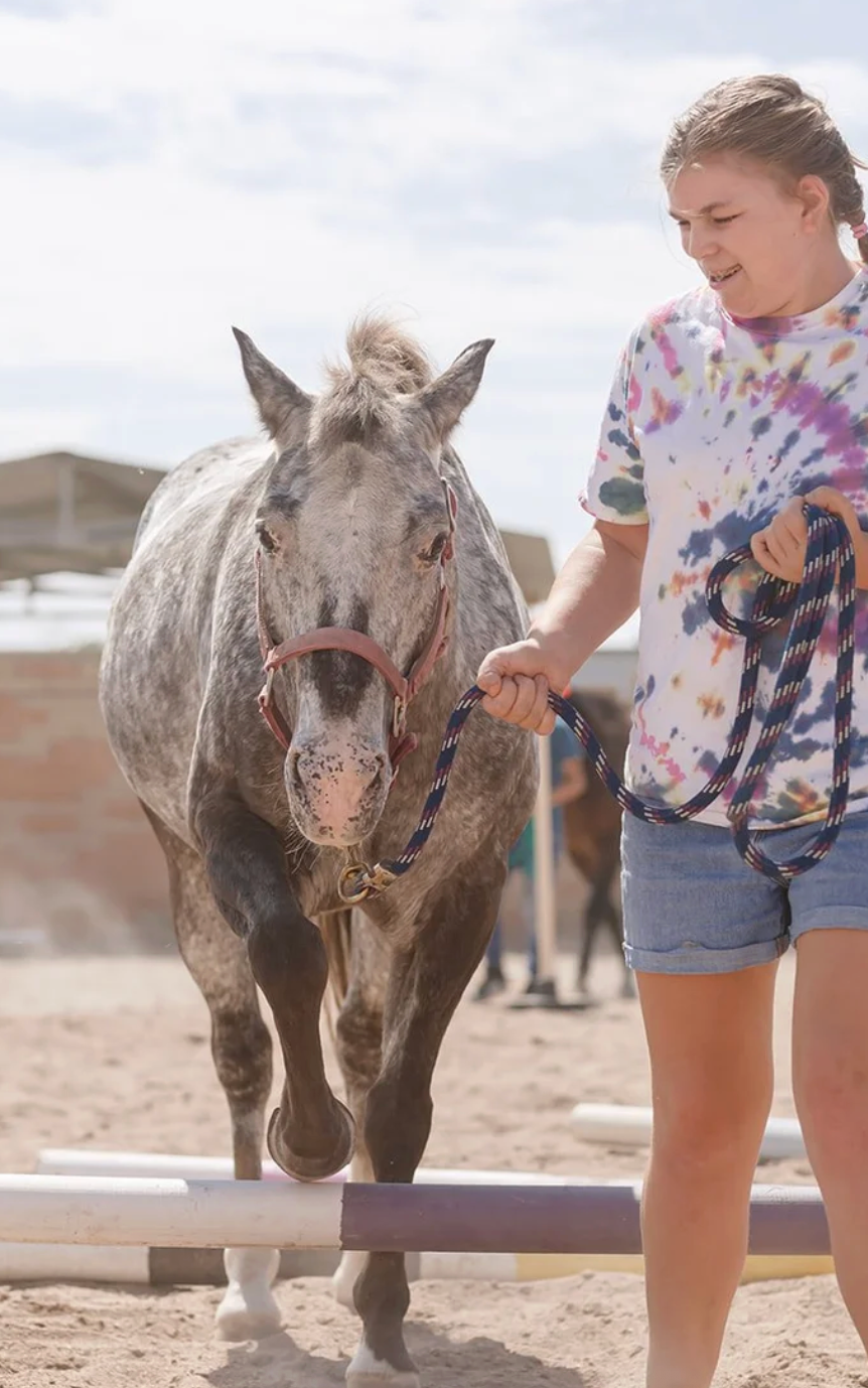 Horse groundwork from the H.E.A.R.T. Center website.